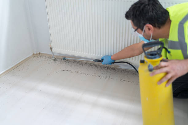 Best Wasp Removal Services  in Medford, MA